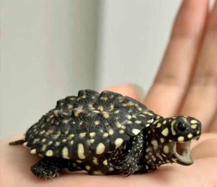 Young Bolpur Boy Sets Example | 9-Year-Old Hands Over Rare Turtle to Forest Department
