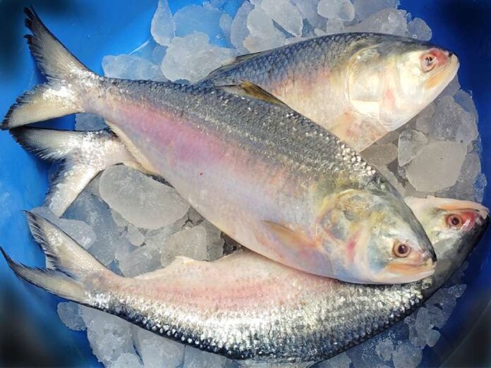 Bangladeshi Hilsa Hits Kolkata Markets