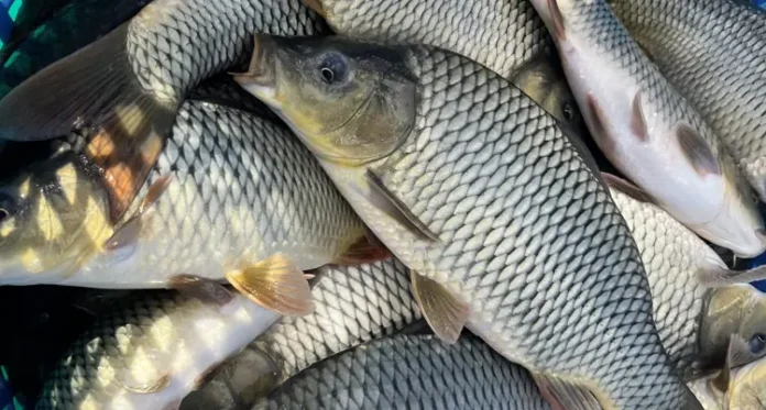 A Pond of Hope | How a Primary School in Purulia is Empowering Tribal Women and Enriching Mid-Day Meals