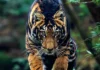 Black Tiger: सिमिलिपाल का रहस्यमयी काला बाघ, भारत के जंगलों में प्रकृति का अनोखा चमत्कार!!