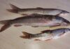 Fish:30 साल बाद हिमालयी झीलों में लौटी रौनक!!! फिर से खिलखिला उठी ‘असेला’ मछली!!!