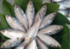 Hilsa Fish:की पहली सौगात!!!बाजारों में आई ताज़ा इलिश, जानें क्या है बड़े साइज की मछली का भाव!!!