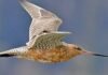 Bar tailed Godwit:कुदरत का करिश्मा!!! मात्र 4 महीने के ‘B-6’ पक्षी ने 11 दिन लगातार उड़कर बनाया विश्व रिकॉर्ड!!!
