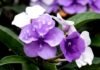Brunfelsia pauciflora:तीन दिन, तीन रंग!!!जानिए ‘यस्टरडे, टुडे, टुमारो’ पौधे की खासियत और देखभाल के तरीके!!!