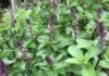 Marua plant: मच्छਰ भगाने और सेहत का एक अचूक प्राकृतिक उपाय!!!